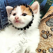 Sherkan a rejoint le concours — aidez-le/la à gagner de superbes lots ! animal, black_beads, blanket, cat, close_up, cozy, cute, denim, ears, face_accessory, fur, furry, indoor, kitten, orange, paw_print, pet, small, whiskers, white