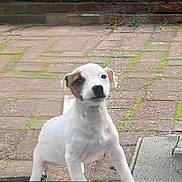 Uskia a rejoint le concours — aidez-le/la à gagner de superbes lots ! puppy, dog, white_dog, brown_patch, outdoor, patio, brick, moss, young_dog, curious, standing, pet, animal, canine, daylight, nature, looking_up, small_dog, ears, snout
