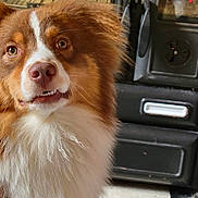 Utopia a rejoint le concours — aidez-le/la à gagner de superbes lots ! dog, brown_fur, white_fur, fluffy, indoor, stove, fireplace, black_stove, glowing_embers, floor, tiled_floor, black_and_white, pet, canine, close_up, expression, fur, cozy, domestic, animal