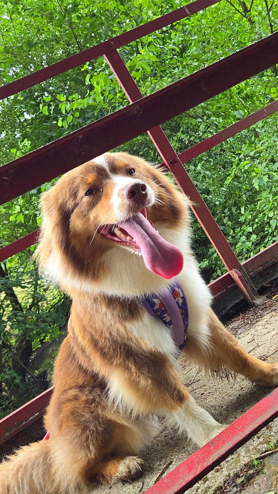 Utopia a rejoint le concours — aidez-le/la à gagner de superbes lots ! dog, happy, tongue_out, fur, outdoor, nature, greenery, fence, sitting, pet, canine, animal, closeup, playful, leafy, sunlight, path, summer, friendly, cute