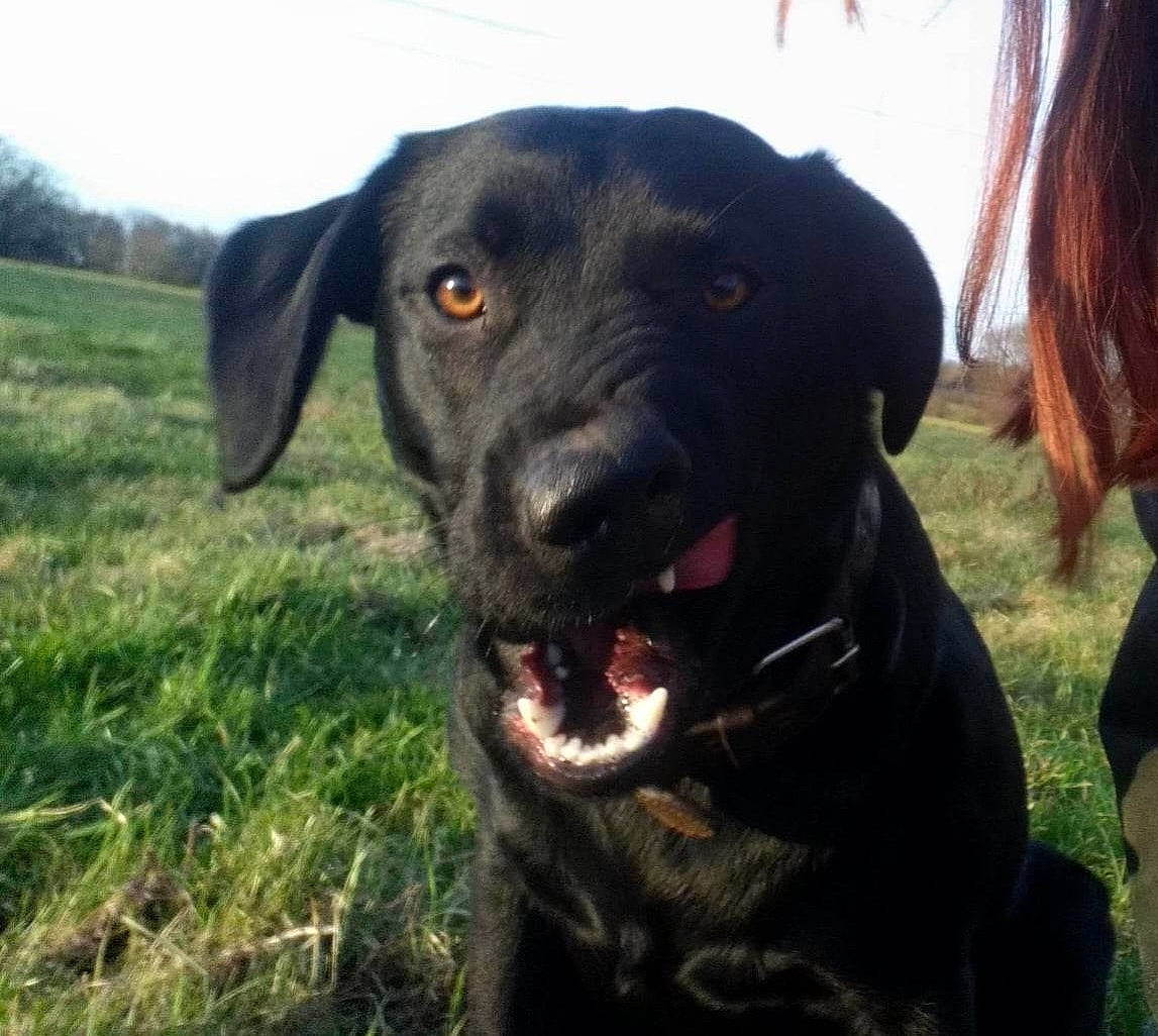 Daisy is registered to the contest to win money with this photo: borador, carnivore, collar, companion_dog, dog, dog_breed, dog_collar, grass, guard_dog, gun_dog, liver, plant, pointing_breed, retriever, sky, snout, sporting_group, terrestrial_animal, whiskers, working_animal