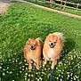Lex And Fen joined the competition — help win amazing prizes! animal, canine, cute, daisies, dog, fence, flowers, fluffy, grass, greenery, happy, leash, nature, outdoor, park, pet, pomeranian, smiling, sunlight, tree