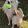 Lex And Fen is registered to the contest to win money with this photo: animal, canine, companion, daylight, dog, dogs, fluffy, fur, grass, happy, mouth_open, nature, outdoor, pet, playful, playing, smiling, sunlight, tennis_ball, two_animals