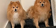Lex And Fen is registered to the contest to win money with this photo: alert, animal, banister, brown_fur, carpet, companion, cute, dog, domestic_animal, fluffy, furry, indoor, looking, pet, pomeranian, sitting, small_dog, stairs, two_dogs, white_wall