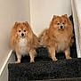 alert, animal, banister, brown_fur, carpet, companion, cute, dog, domestic_animal, fluffy, furry, indoor, looking, pet, pomeranian, sitting, small_dog, stairs, two_dogs, white_wall