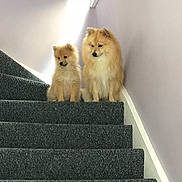 Lex And Fen joined the competition — help win amazing prizes! animal, canine, carpet, companion, curious, cute, dog, domestic_animal, fluffy, fur, home_interior, house, indoor, pet_portrait, pets, pomeranian, sitting, small_dog, stairs, two_dogs