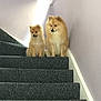 animal, canine, carpet, companion, curious, cute, dog, domestic_animal, fluffy, fur, home_interior, house, indoor, pet_portrait, pets, pomeranian, sitting, small_dog, stairs, two_dogs