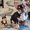 french_bulldog, puppy, dog, figurine, toy, indoor, rug, patterned_rug, floor, wood_floor, pet, small_dog, animal, cute, sitting, ears_up, looking_up, home, living_room, shoes