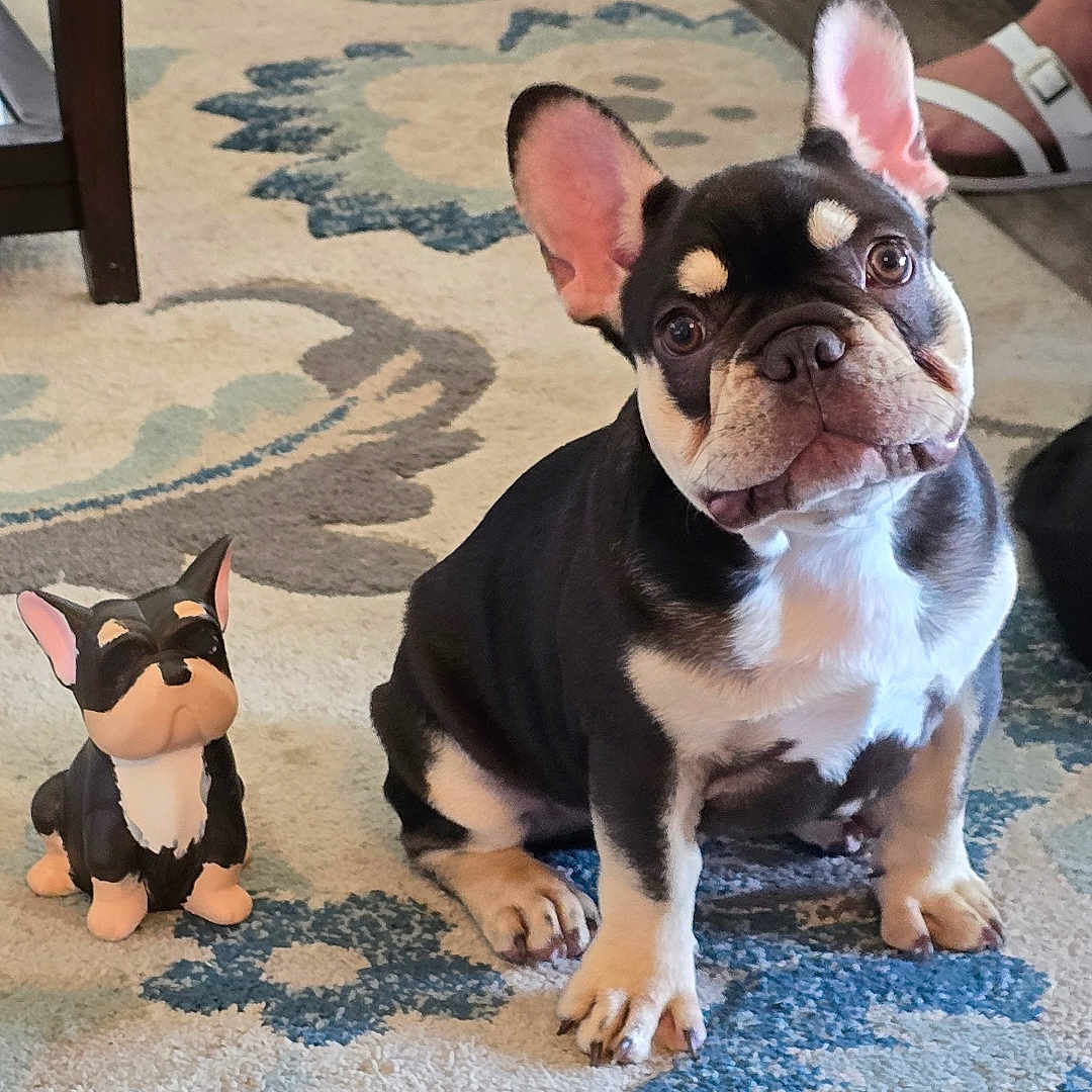 Doug joined the competition — help win amazing prizes! french_bulldog, puppy, dog, figurine, toy, indoor, rug, patterned_rug, floor, wood_floor, pet, small_dog, animal, cute, sitting, ears_up, looking_up, home, living_room, shoes