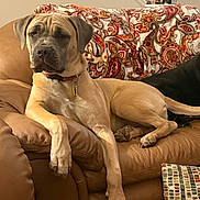 Buffy is registered to the contest to win money with this photo: blanket, brown, canine, collar, comfort, couch, decor, dog, domestic, furniture, home, indoors, leather, living_room, pattern, paw, pet, relaxed, resting, tan