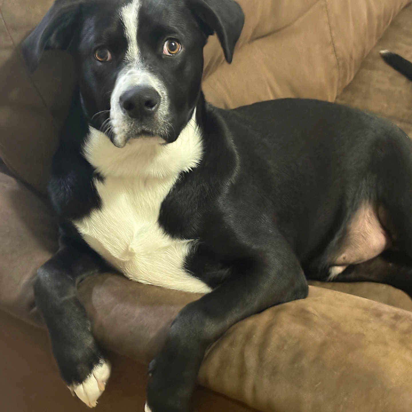 Zeus is registered to the contest to win money with this photo: alert, animal, black_and_white, brown_furniture, canine, close_up, couch, dog, floppy_ears, indoor, living_room, long_tail, lying_down, pet, portrait, relaxed, sitting, sofa, white_chest, white_paws