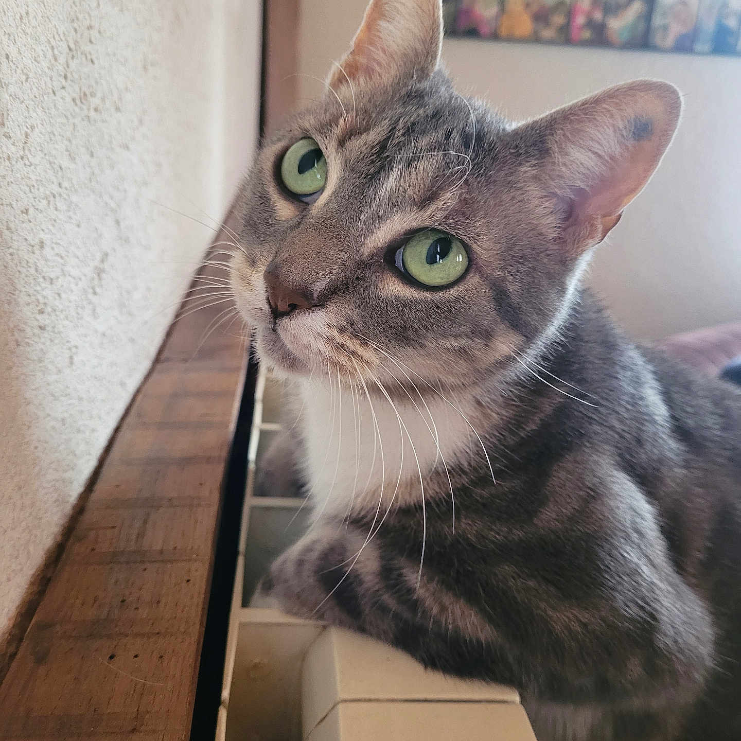 Inox a rejoint le concours — aidez-le/la à gagner de superbes lots ! abyssinian, animal, bookcase, cat, desk, drawer, egyptiancat, furniture, handrail, hardwood, indoors, kitten, manx, pet, photoframe, plywood, shelf, stainedwood, table, wood