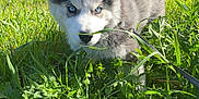 Fantasma joined the competition — help win amazing prizes! puppy, dog, husky, blue_eyes, grass, greenery, outdoor, sunlight, leaf, nature, young_dog, pet, cute, fur, animal, playful, curious, leash, bush, spring