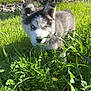 puppy, dog, husky, blue_eyes, grass, greenery, outdoor, sunlight, leaf, nature, young_dog, pet, cute, fur, animal, playful, curious, leash, bush, spring
