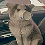 Fantasma joined the competition — help win amazing prizes! dog, puppy, husky, car, car_interior, seat, leash, paper_cup, snout, wide_eyes, fluffy, fur, sitting, leash_clip, window, vehicle, sparkles, funny, cute, pet