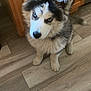 Fantasma joined the competition — help win amazing prizes! dog, husky, puppy, blue_eyes, fur, pet, indoor, floor, wooden_floor, kitchen, cabinet, curious, sitting, animal, mammal, young, cute, looking_up, domestic, companion