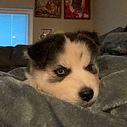 Fantasma is registered to the contest to win money with this photo: puppy, dog, blanket, indoor, cozy, soft, fur, pet, animal, cute, living_room, window, artwork, couch, resting, young, expression, face, comfort, home