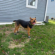 Han Solo joined the competition — help win amazing prizes! dog, canine, pet, grass, lawn, house, window, socks, happy, outdoor, daylight, smiling, collar, yard, building, sidewalk, plant, nature, animal, domestic
