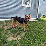 dog, canine, pet, grass, lawn, house, window, socks, happy, outdoor, daylight, smiling, collar, yard, building, sidewalk, plant, nature, animal, domestic