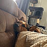 dog, sleeping, couch, blanket, indoor, cozy, pet, nap, furniture, window, curtains, cat_tree, brown, beige, relaxing, home, sunlight, warm, comfortable, rest