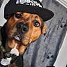 dog, hat, cap, indoor, table, camera, glass, pet, brown_dog, collar, portrait, curious, close_up, wooden_table, lens, animal, canine, looking_at_camera, seated, accessory