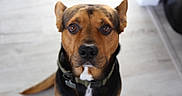 Han Solo is registered to the contest to win money with this photo: dog, pet, indoor, collar, brown, black, canine, portrait, floor, waiting, animal, friendly, ears, nose, eyes, fur, cute, domestic, mammal, companion