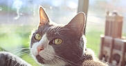 Loki joined the competition — help win amazing prizes! cat, close_up, gray_cat, white_cat, indoor, window, sunlight, whiskers, green_background, domestic_cat, pet, feline, portrait, curious, soft_light, animal, cute, household, relaxed, looking_away