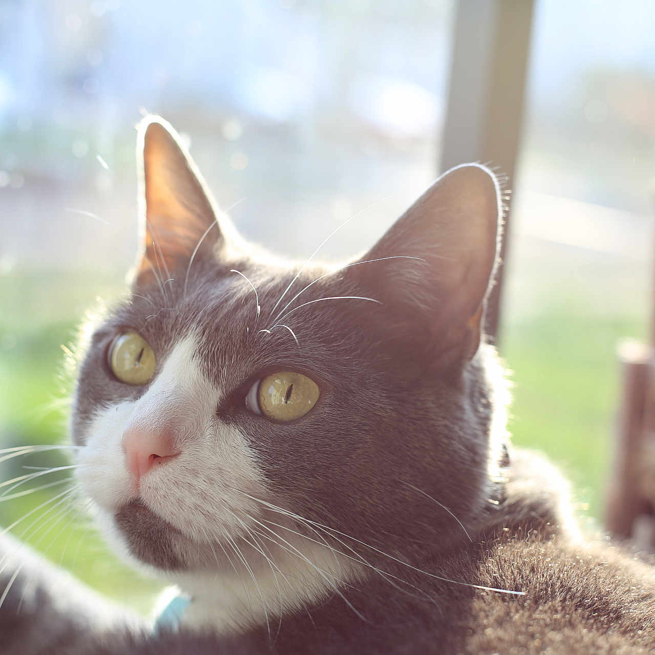 Loki joined the competition — help win amazing prizes! cat, close_up, gray_cat, white_cat, indoor, window, sunlight, whiskers, green_background, domestic_cat, pet, feline, portrait, curious, soft_light, animal, cute, household, relaxed, looking_away