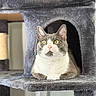 Loki is registered to the contest to win money with this photo: cat, gray_cat, white_cat, yellow_eyes, cat_tree, pet, indoor, feline, fur, animal, cozy, resting, portrait, cute, household, domestic_animal, relaxed, looking, ears, whiskers