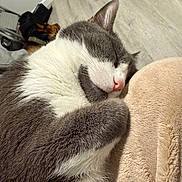 Loki is registered to the contest to win money with this photo: cat, sleeping, gray, white, fur, paw, blanket, cozy, indoor, pet, cute, relaxed, resting, animal, whiskers, nose, ears, soft, closeup, home