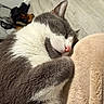 cat, sleeping, gray, white, fur, paw, blanket, cozy, indoor, pet, cute, relaxed, resting, animal, whiskers, nose, ears, soft, closeup, home