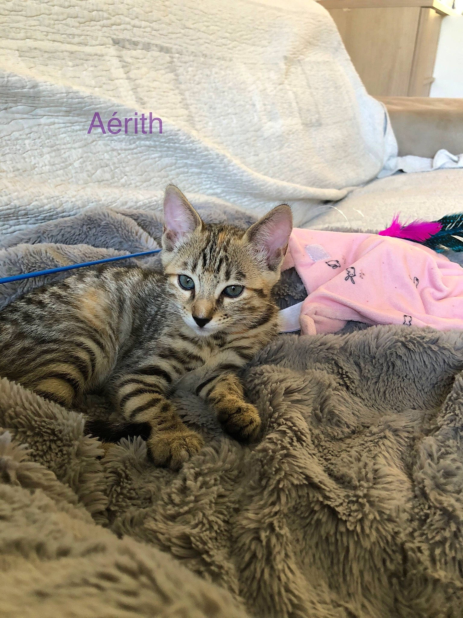 Aérith participe au concours pour gagner de l'argent avec cette photo : bedding, carnivore, cat, comfort, domestic_short_haired_cat, felidae, fur, grass, grey, linens, pattern, pillow, sand, small_to_medium_sized_cats, terrestrial_animal, textile, throw_pillow, vertebrate, whiskers, wildlife