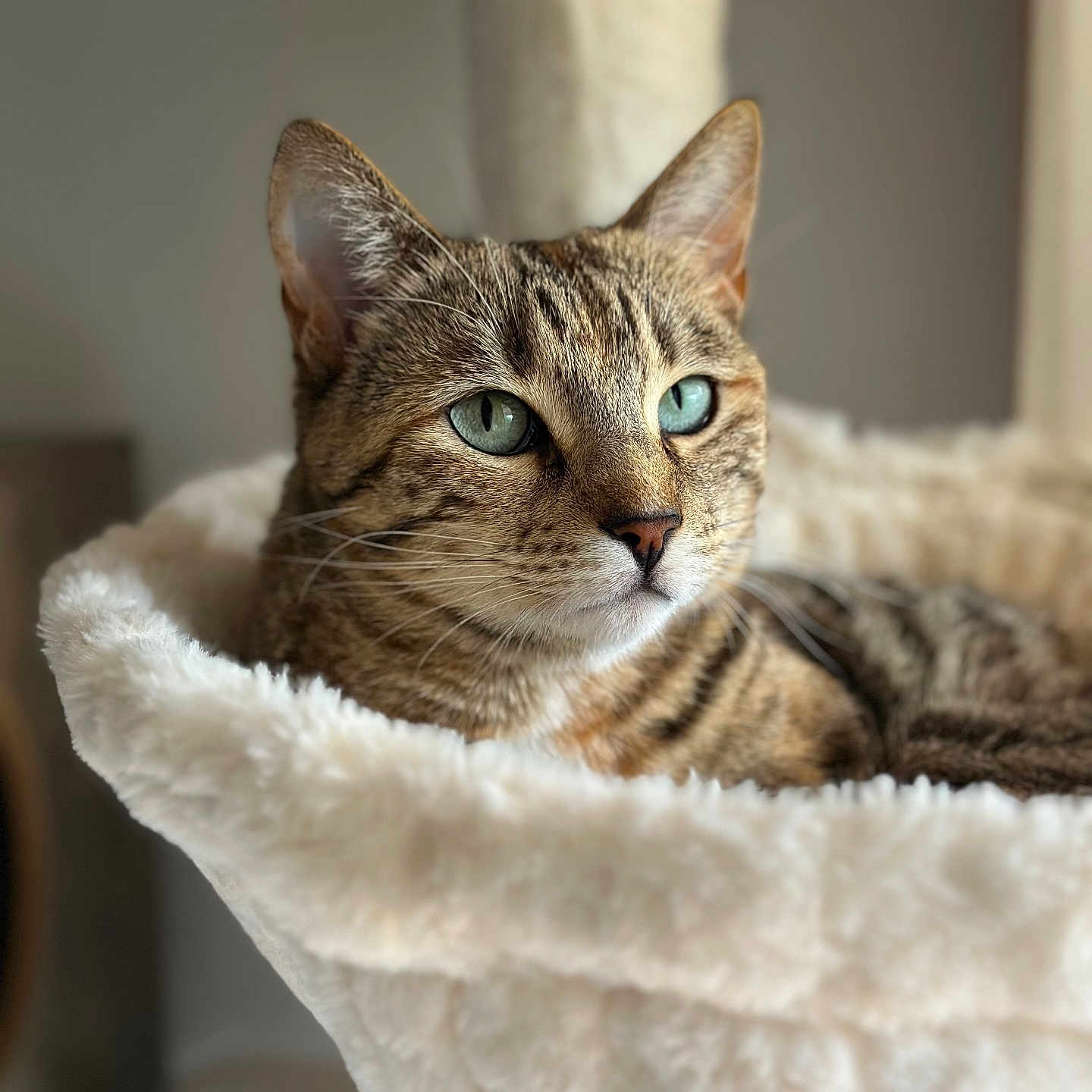 Aérith participe au concours pour gagner de l'argent avec cette photo : animal, bed, cat, closeup, comfort, cozy, cute, ears, feline, fluffy, fur, green_eyes, indoor, pet, portrait, relaxed, resting, soft, tabby, whiskers