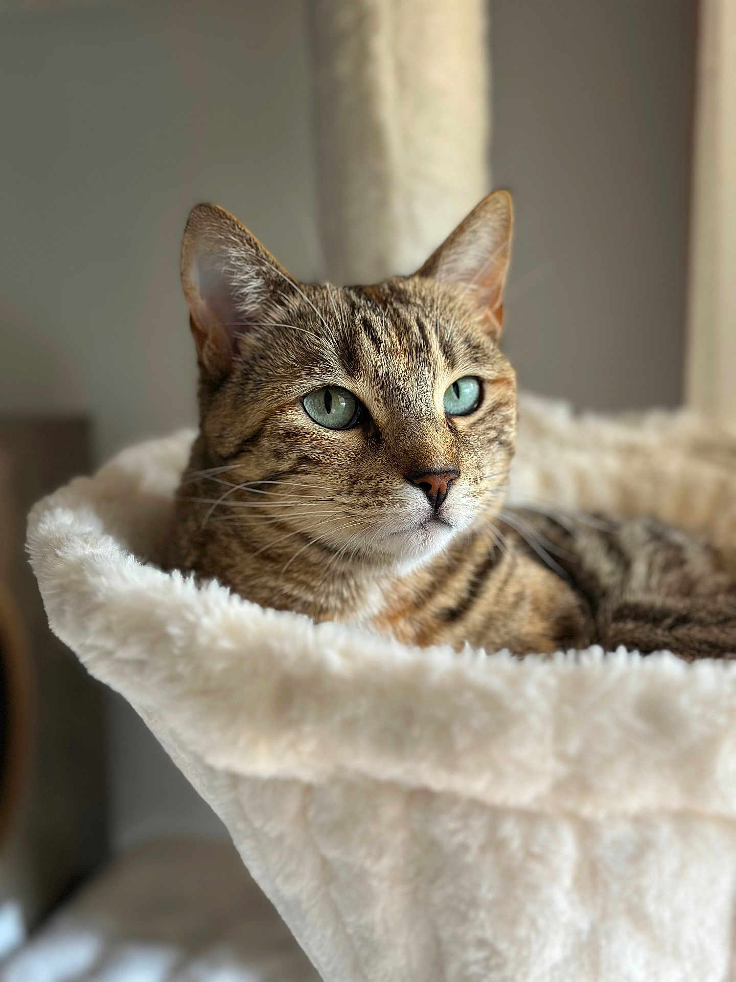 Aérith participe au concours pour gagner de l'argent avec cette photo : cat, tabby, pet, animal, feline, bed, cozy, fluffy, indoor, resting, cute, ears, whiskers, fur, closeup, portrait, green_eyes, comfort, soft, relaxed