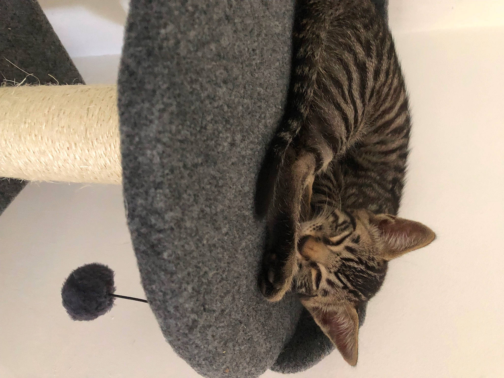 Sunny participe au concours pour gagner de l'argent avec cette photo : audio_equipment, carnivore, cat, domestic_short_haired_cat, fashion_accessory, felidae, fur, hat, mammal, metal, plant, small_to_medium_sized_cats, snout, tail, terrestrial_animal, tree, vertebrate, whiskers, window, wood