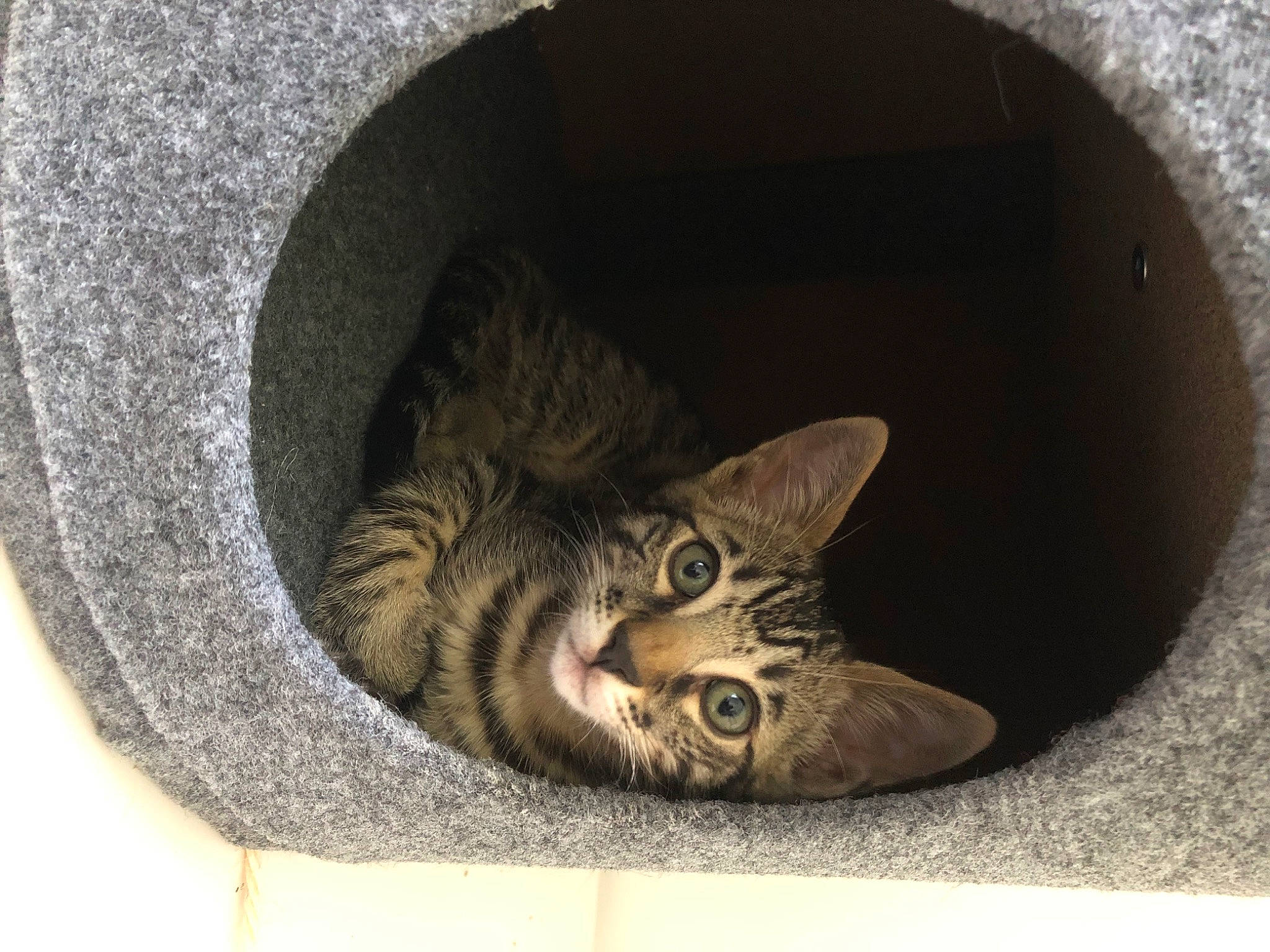 Sunny a rejoint le concours — aidez-le/la à gagner de superbes lots ! automotive_tire, carnivore, cat, cat_bed, cat_supply, circle, domestic_short_haired_cat, felidae, fur, grey, paw, pet_supply, small_to_medium_sized_cats, snout, still_life_photography, tail, terrestrial_animal, whiskers, window, wood