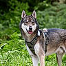 Orion participe au concours pour gagner de l'argent avec cette photo : dog, animal, canine, forest, greenery, nature, outdoor, pet, muzzle, fur, ears, tongue, harness, grass, leaf, wildlife, alert, background_blur, walking, portrait
