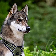 Orion participe au concours pour gagner de l'argent avec cette photo : dog, animal, pet, harness, outdoor, greenery, nature, fur, ears, canine, portrait, alert, side_view, muzzle, brown, white, black, background_blur, sitting, closeup