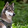 dog, animal, pet, harness, outdoor, greenery, nature, fur, ears, canine, portrait, alert, side_view, muzzle, brown, white, black, background_blur, sitting, closeup