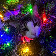 Dollar is registered to the contest to win money with this photo: cat, christmas_tree, christmas_lights, colorful_lights, holiday, festive, curious_cat, tree_branches, indoor, pet, animal, closeup, night, decorations, greenery, whiskers, face, playful, feline, bright_colors