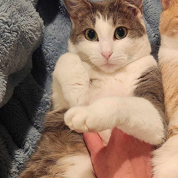 Daphne