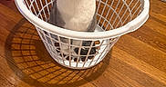 Daphne joined the competition — help win amazing prizes! cat, laundry_basket, wooden_floor, indoor, pet, curious, white, gray, board_game, catan, household_items, flooring, domestic, feline, looking_up, close_up, container, home_interior, shadow, cute