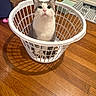 cat, laundry_basket, wooden_floor, indoor, pet, curious, white, gray, board_game, catan, household_items, flooring, domestic, feline, looking_up, close_up, container, home_interior, shadow, cute