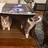 Daphne joined the competition — help win amazing prizes! cat, cats, cardboard_box, indoor, wooden_floor, rug, gray_cat, orange_cat, white_cat, curious, pets, feline, floor, living_room, home, domestic_animals, sniffing, playing, box, three_cats