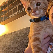 Sunny is registered to the contest to win money with this photo: cat, kitten, orange_tabby, collar, blue_collar, person, arm, bracelet, couch, shelf, decor, indoor, warm_light, hand, furniture, close_up, pet, animal, home, cozy