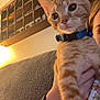 cat, kitten, orange_tabby, collar, blue_collar, person, arm, bracelet, couch, shelf, decor, indoor, warm_light, hand, furniture, close_up, pet, animal, home, cozy