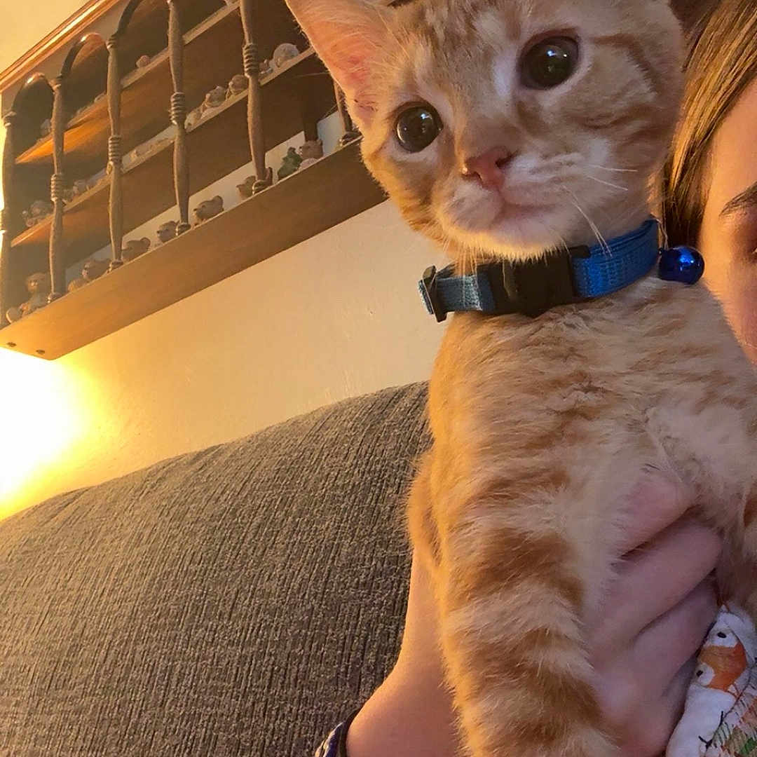 Sunny is registered to the contest to win money with this photo: animal, arm, blue_collar, bracelet, cat, close_up, collar, couch, cozy, decor, furniture, hand, home, indoor, kitten, orange_tabby, person, pet, shelf, warm_light