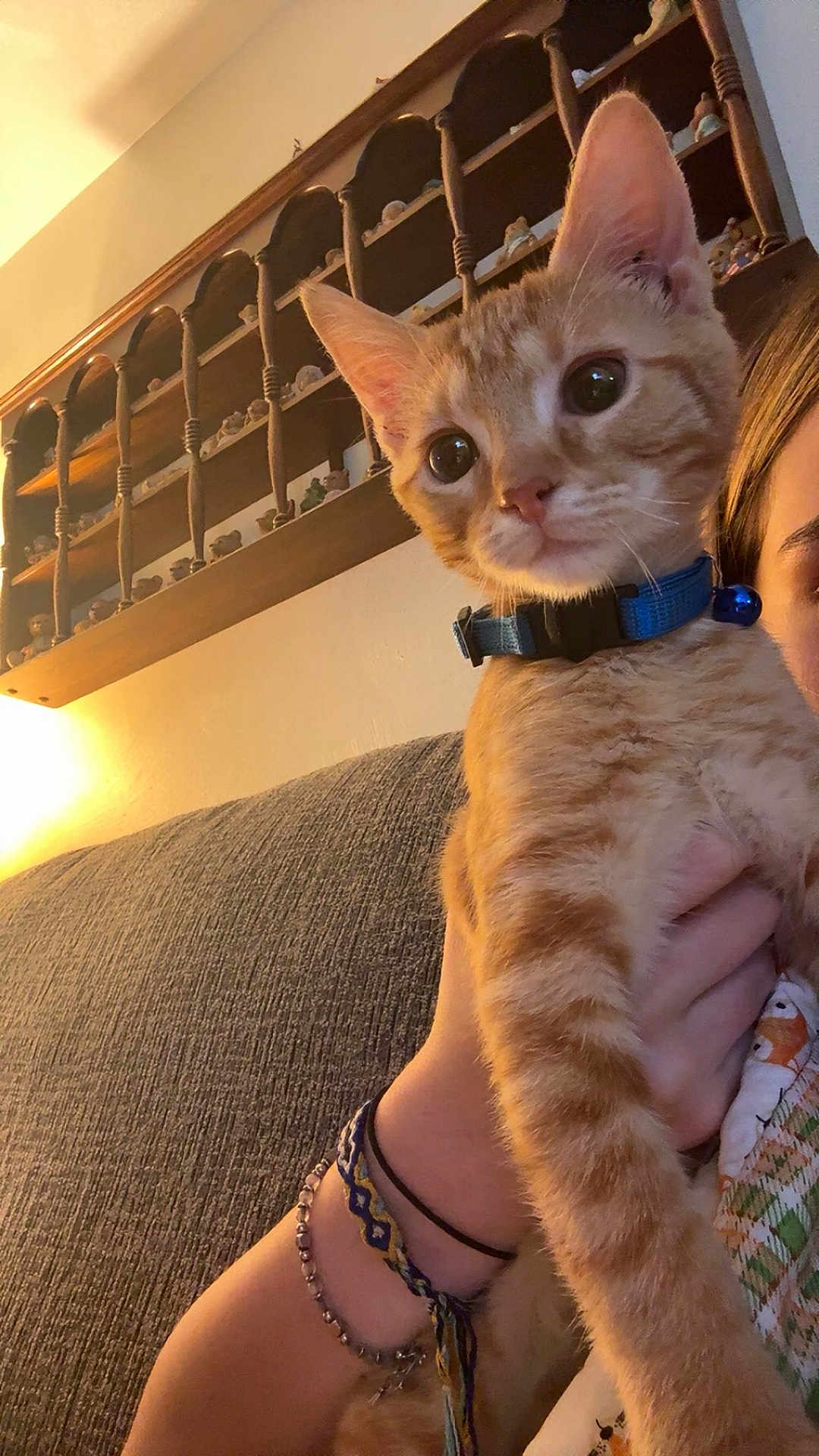 Sunny is registered to the contest to win money with this photo: cat, kitten, orange_tabby, collar, blue_collar, person, arm, bracelet, couch, shelf, decor, indoor, warm_light, hand, furniture, close_up, pet, animal, home, cozy