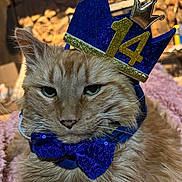 Tucker is registered to the contest to win money with this photo: cat, ginger_cat, crown, bow_tie, party_hat, birthday, pet, close_up, whiskers, fur, feline, sleepy, green_eyes, costume, sequin, indoor, blanket, portrait, regal, celebration