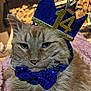 cat, ginger_cat, crown, bow_tie, party_hat, birthday, pet, close_up, whiskers, fur, feline, sleepy, green_eyes, costume, sequin, indoor, blanket, portrait, regal, celebration